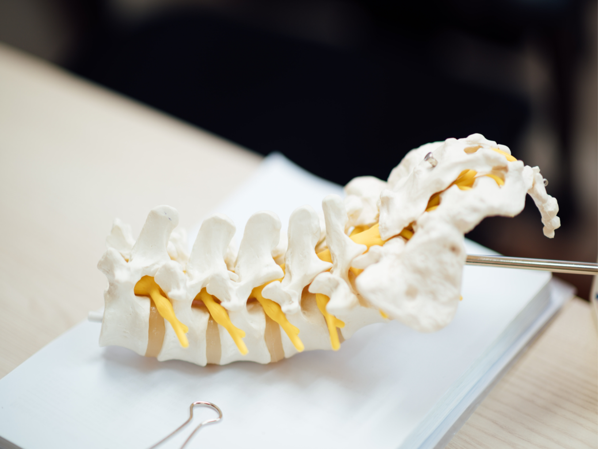 Model of lower spinal vertebrae